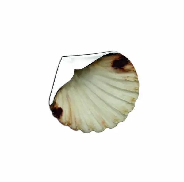 Concha Batismo
